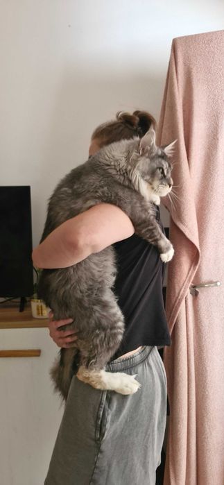Kocurek Maine Coon FPL FIFE opcja hodowlana