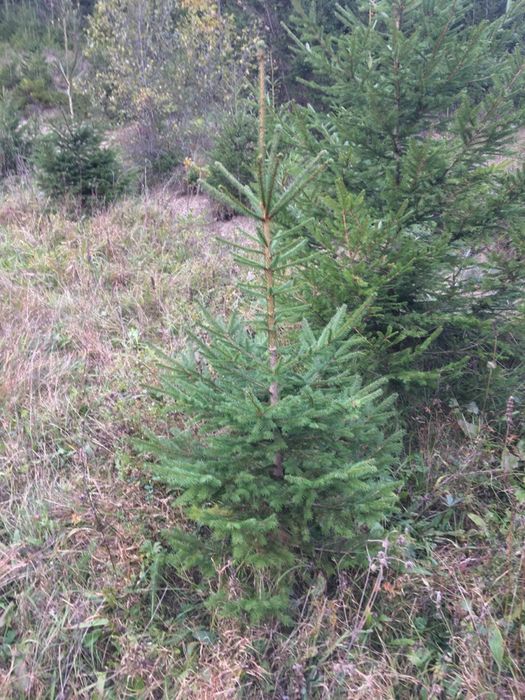 Смерека єль ялина туї бук клен мудрина ялинка