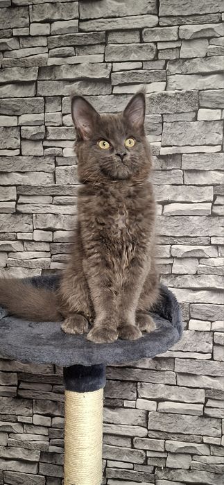 Kotka Maine Coon po Grand International Champion