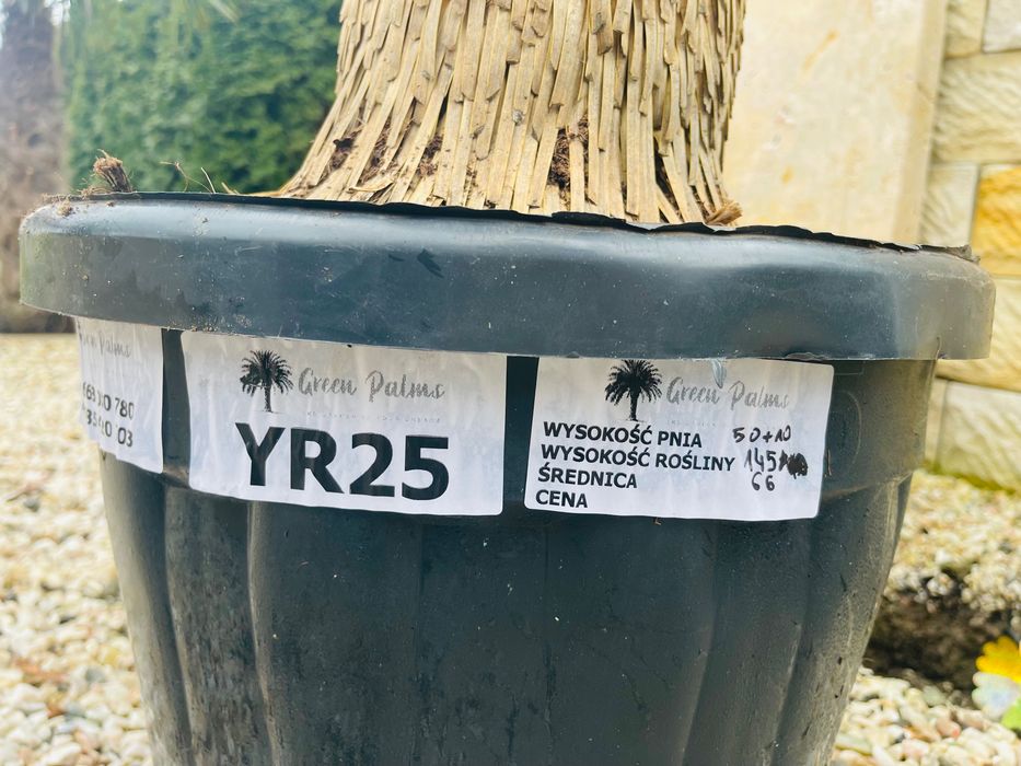 Yucca rostrata 145cm MEGA GRUBA mrozoodporna -20