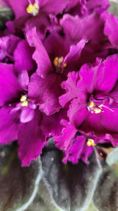 Продам  фіалки !