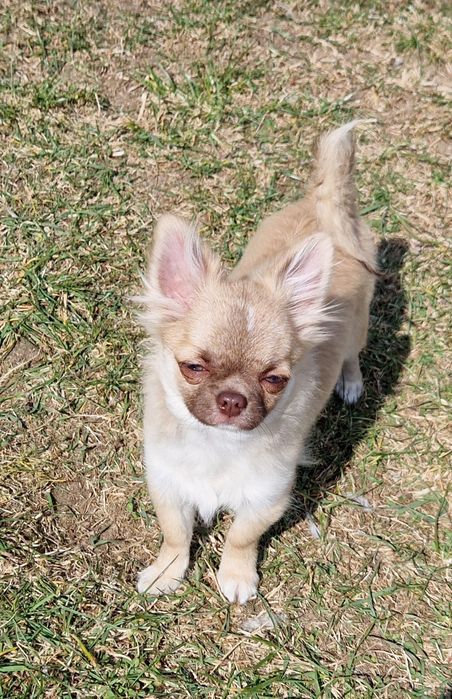 Piesek długowłosy Chihuahua