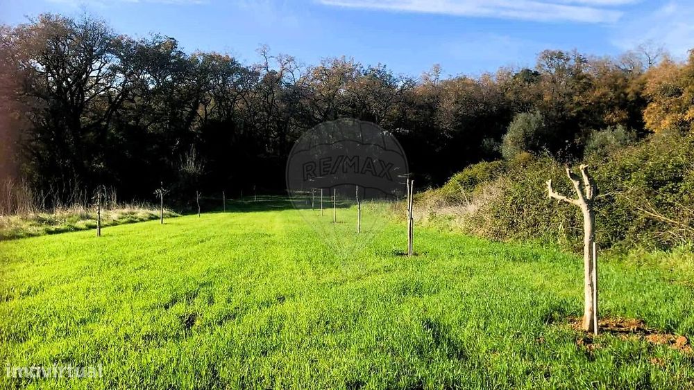 Terreno  para venda — Olalhas, Santarém