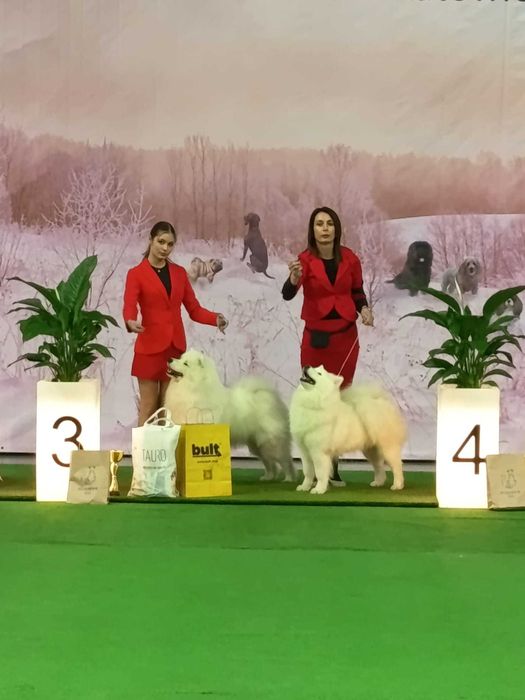 Samoyed FCI- ZKwP planowanie miotu