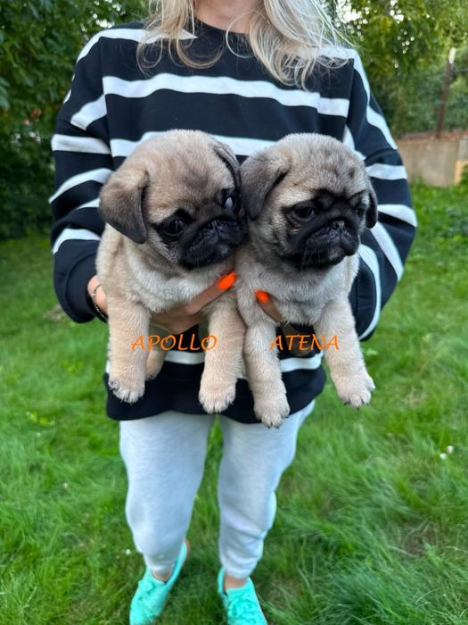 Mops Mopsik Mops