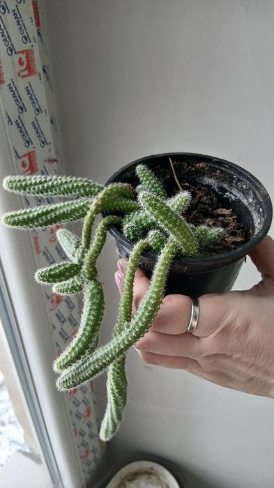 Кактус Хамецерус Сільвестра