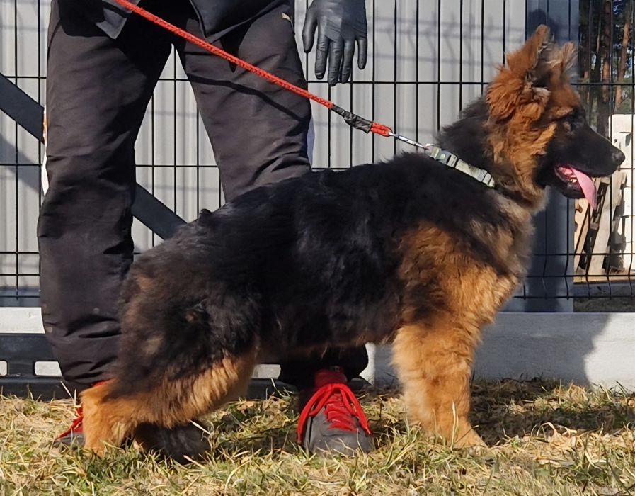 Szczeniaki Owczarek Niemiecki Długowłosy Suczki