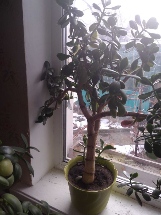 Квіти кімнатні.В горщику.