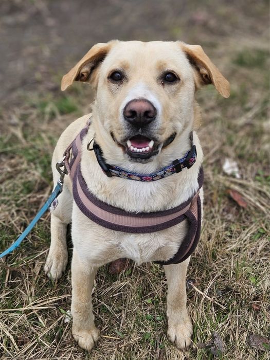 Mila - mega wesoła jakby labradorka. Adopcja