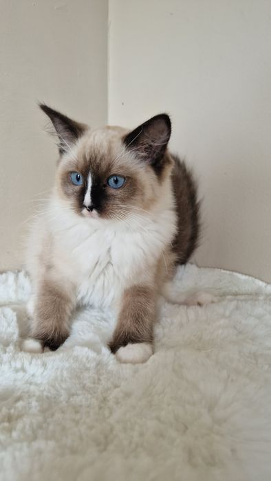 Piękna koteczka ragdoll