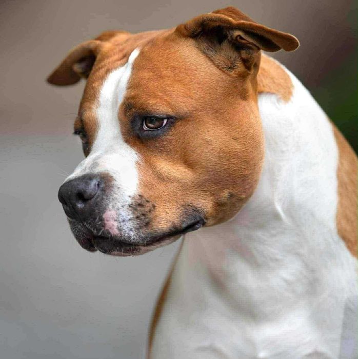 Amstaff SAMIEC Rudo-Biały!