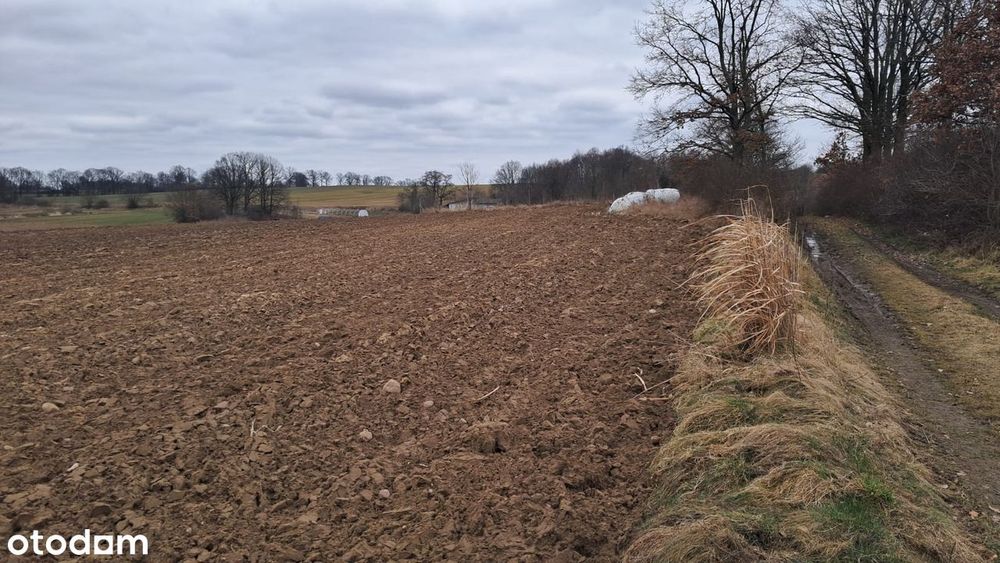 Działka siedliskowa | WZ bezterminowe | Grzeszyn, gm. Wińsko