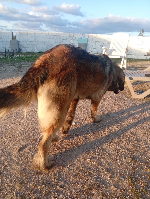 Cão serra da estrela fêmea