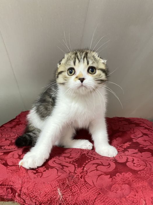 Чарівна висловуха кішечка