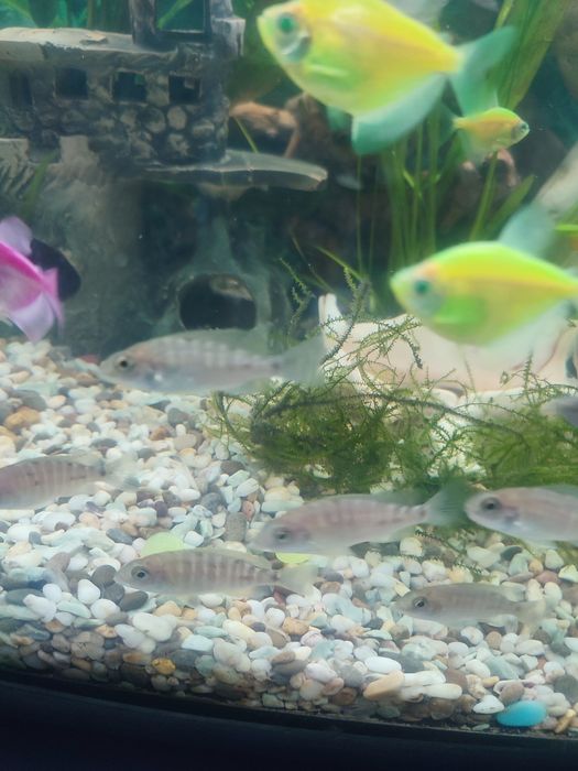 Продам рибок аулунокара бенша