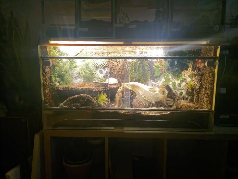 Monocentropus balfouri samice 5,5DC