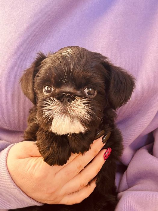 Щенки для души порода грифон