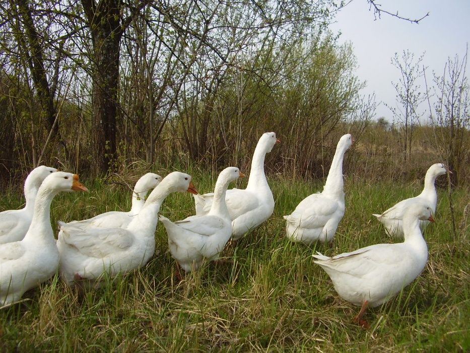 Гусиные яйца породы Линда!