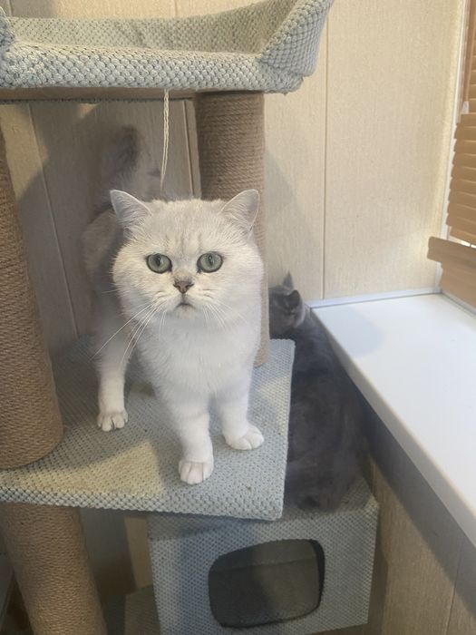 Шотландский Серебристый кот Вязка