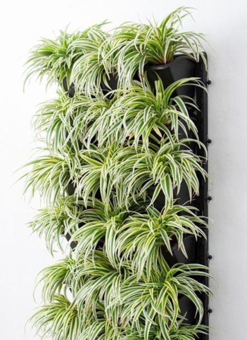 Rebentos de Planta-Aranha / Chlorophytum