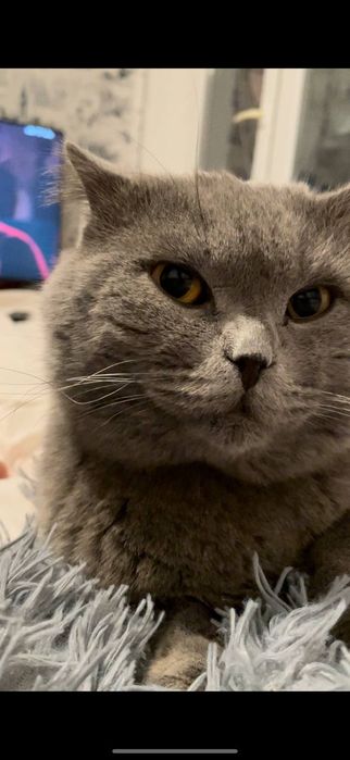 Вязка прямоухий котик