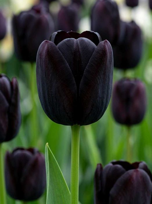 Zestaw mix Kwiatów Narcyzy Tulipany
