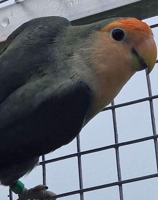 Nierozłączka czerwonoczelna młoda do oswojenia jak i dojrzałe na lęgi