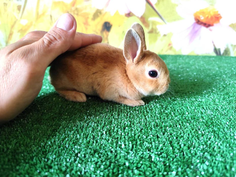 HODOWLA PIĘKNE Mini Lop Karzełek Rex królik miniaturka baranki teddy