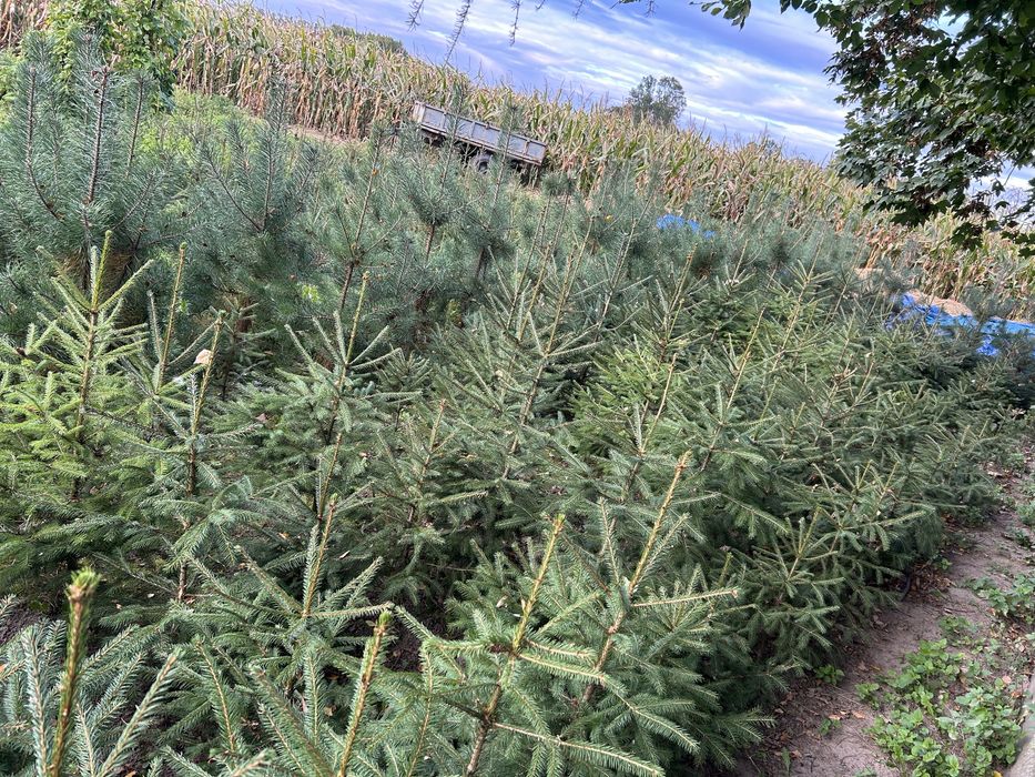 Drzewka Swierk Sosna Brzoza