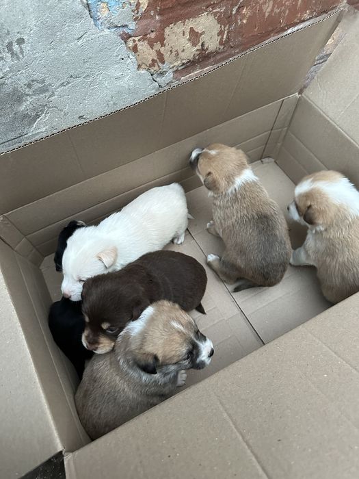 Віддамо цуценят у добрі ручки, які будуть піклуватись