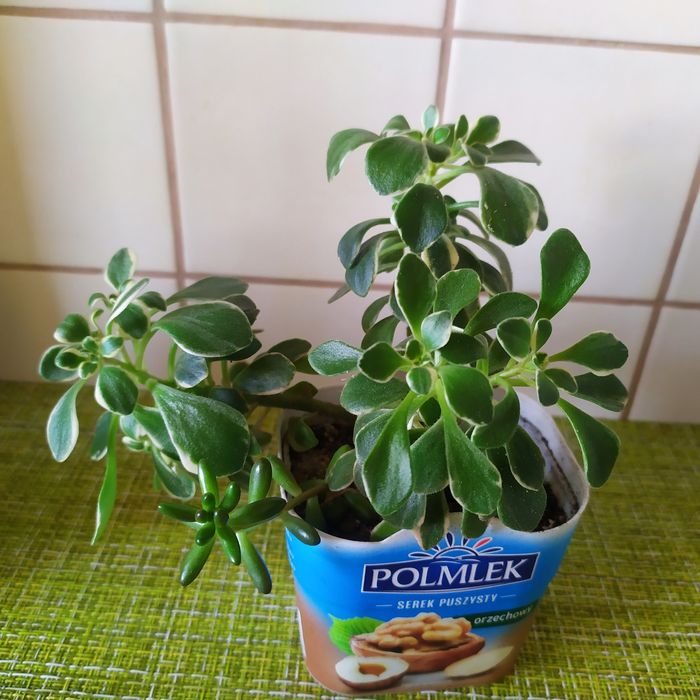 Сукуленти: еоніум, сєдум, ехеверія. Оксаліс