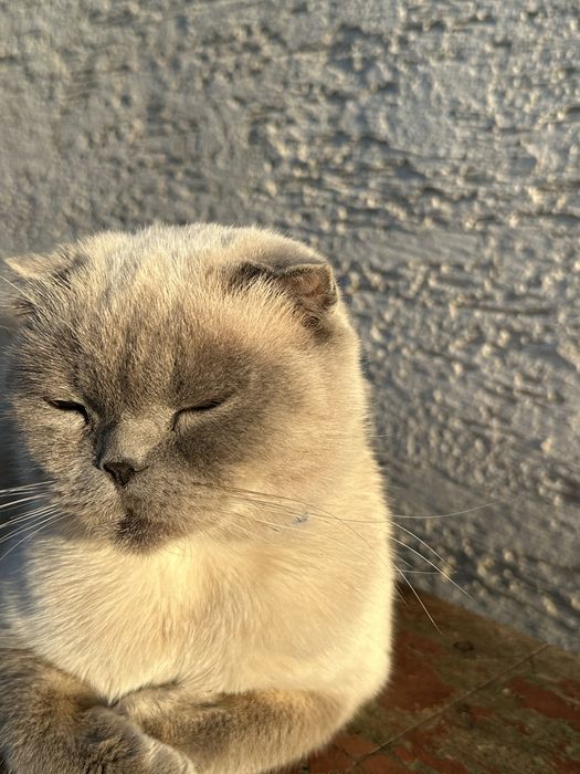 продаються кошенята!