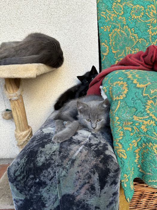 котики  гарної породи