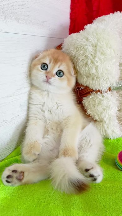 Нежнейший котик золотая шиншилла