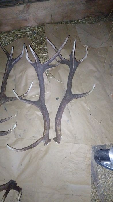 Продам роги оленя