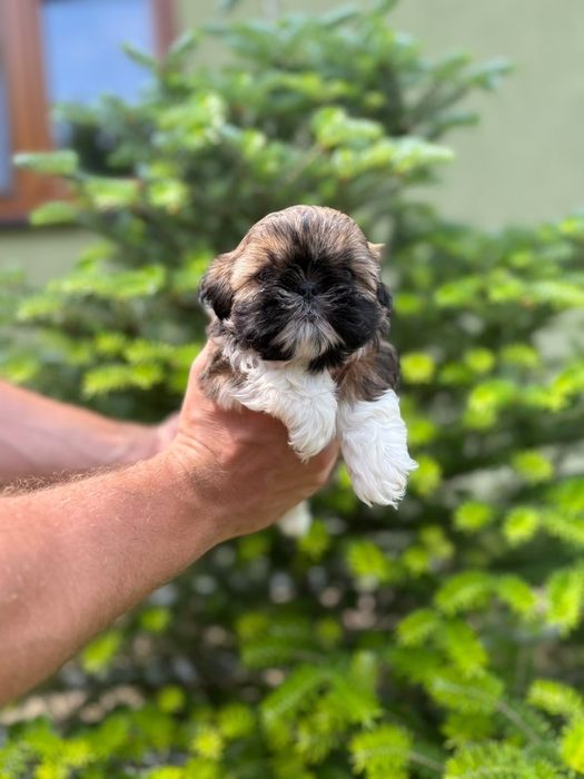 Shih-Tzu piekna sunia z rodowodem