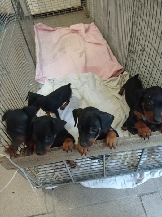 Цвіргпінчер чистокровні, хлопці та дівчата