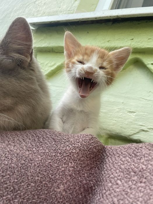 Віддамо кошеня, дівчинка