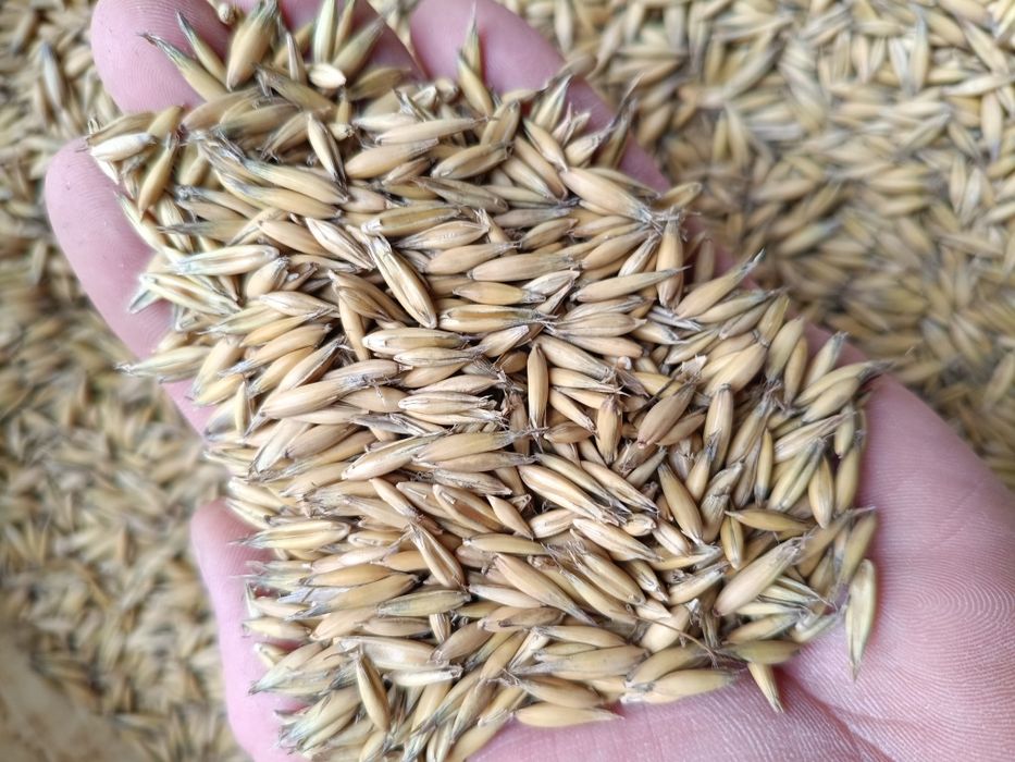 Owies Rambo możliwość zworkowania / big bag