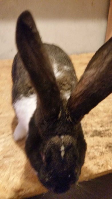 Sprzedam Króla samca