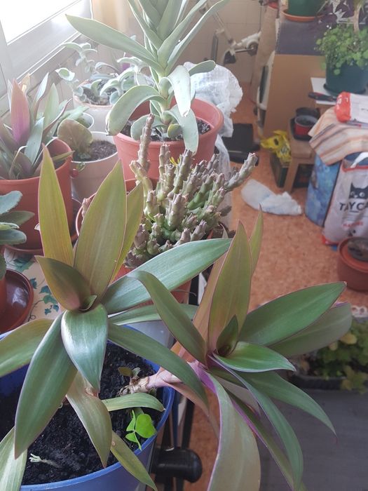 Plantas várias em vaso