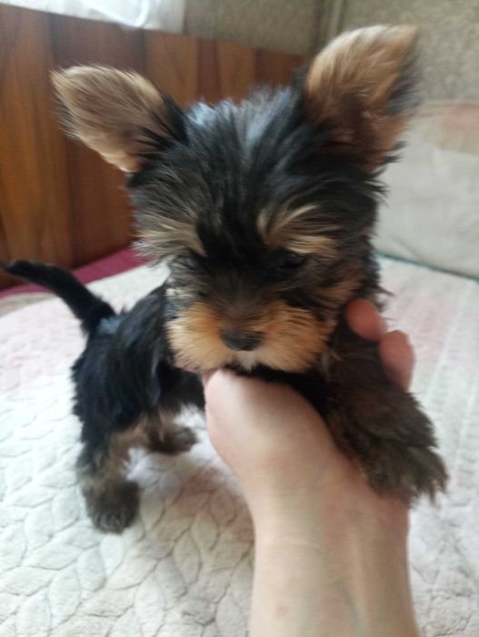 Продам щенка мини йоркширского терьера