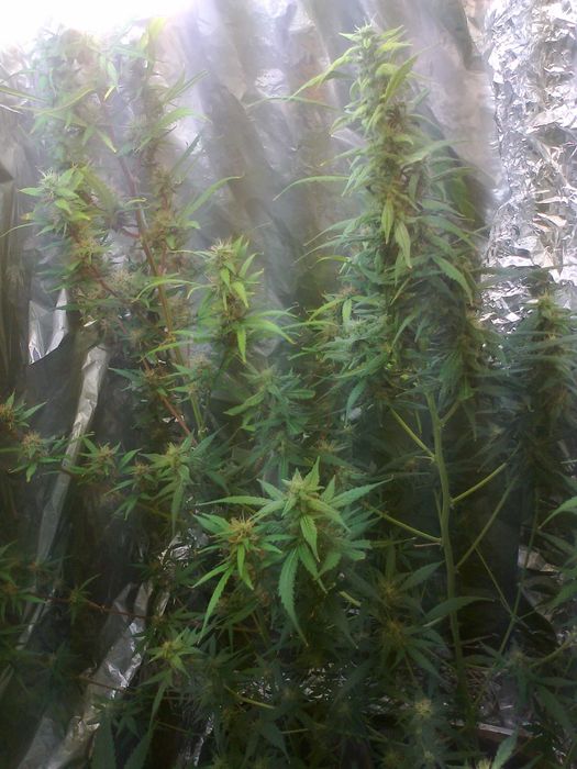 Susz Konopny Lilac Diesel 15g Marihuana CBC THC CBL CBN Susz Roślinny