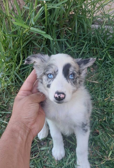 Collie blue merle