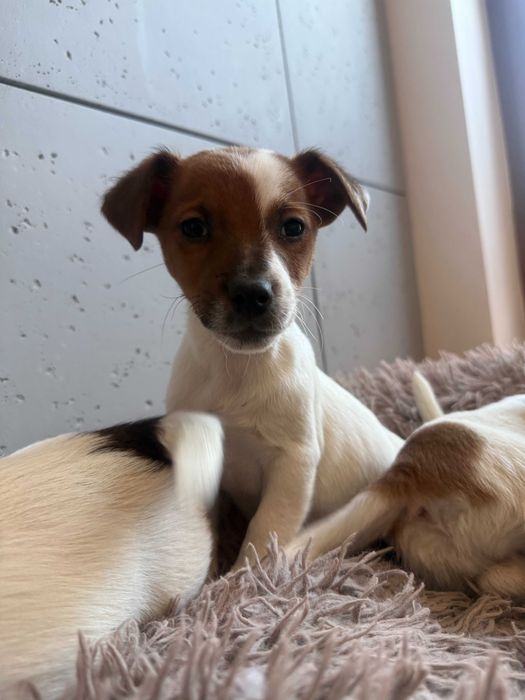 Jack Russell Terrier # B A X T E R Smartie Jacks # piesek pure male