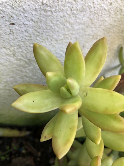 Suculentas - plantas vivas