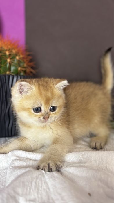 Котик золотої шиншили