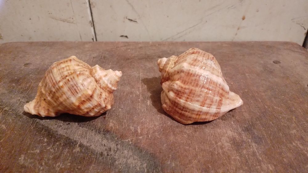 Ракушки для аквврiума