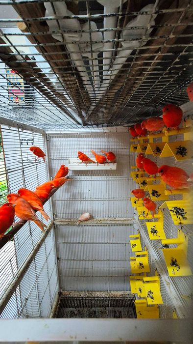 Canários de Competição e Criação