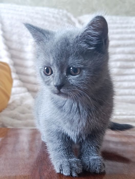 Продам шотландських кошенят